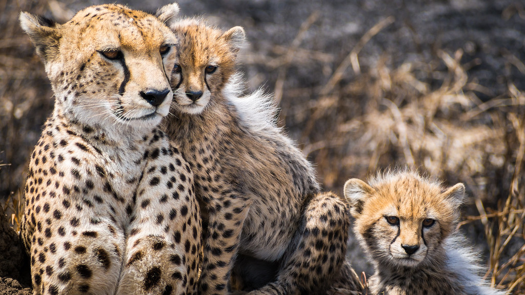 Guépards en Tanzanie - Cheetah in Tanzania
