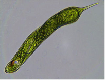 Observation microscopique d'une celllule d'euglène