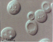 observation microscopique de cellules de levure