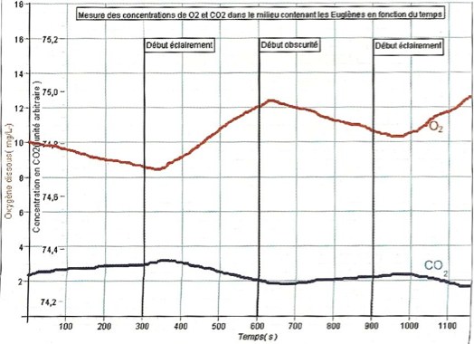 Graphique de l'évolution de la teneur en dioxygène et en dioxyde de carbone au cours du temps chez des euglènes éclairées ou non