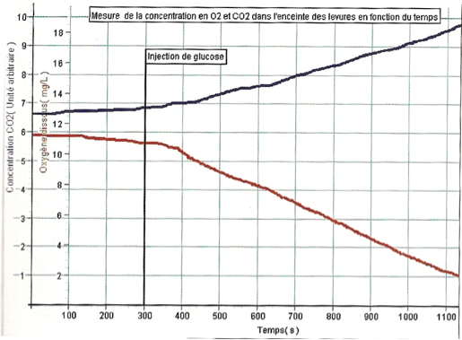 graphique de l'évolution de la teneur dioxygène (en rouge) et du dioxyde de carbone (en bleu) au cours du temps