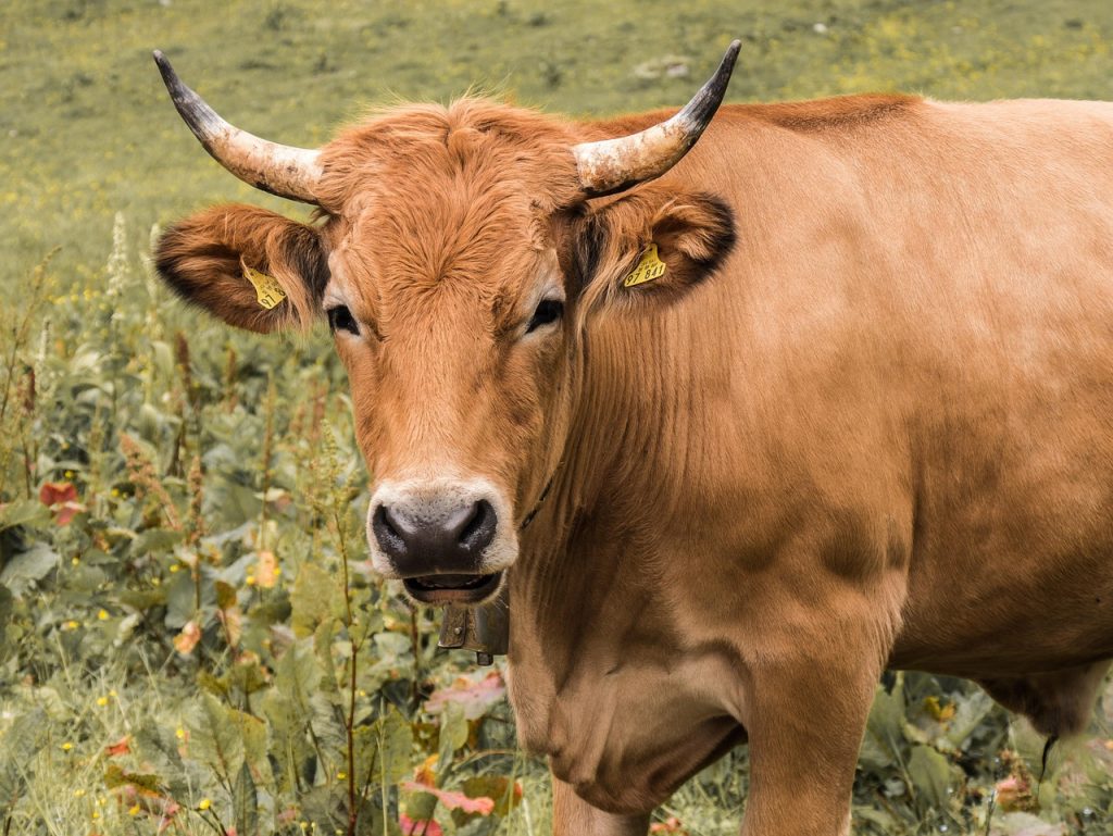 beef livestock agriculture horns 3509716