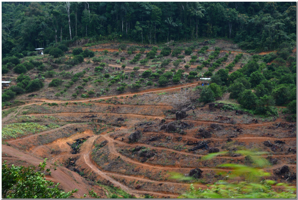 Guyane (déforestation pour plantations arbres fruitiers)