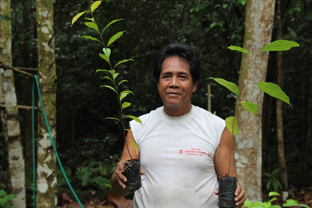 Pesalat Reforestation Project, Central Kalimantan, Indonesia