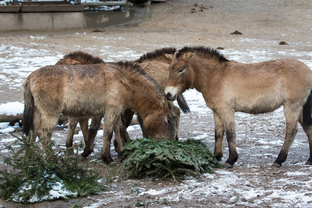 Przwalski horses