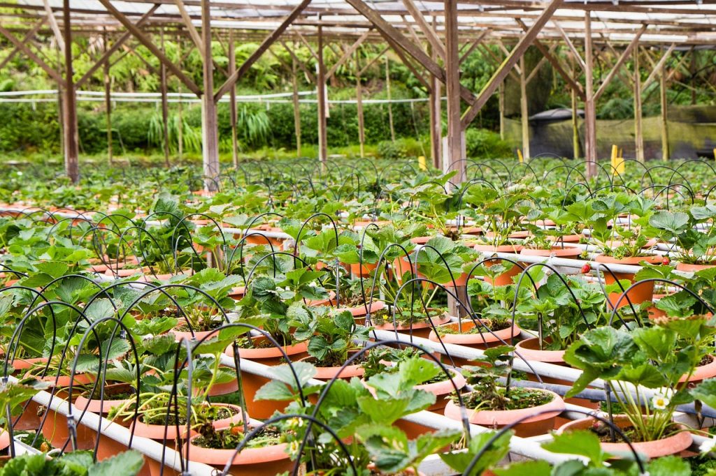 strawberry strawberries 139603